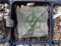 af4b05b9-ASTROPHYTUM KIKKO QUADRICOSTATUM.jpg